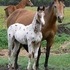 ApHC bay leopard colt
