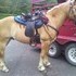 9 yr old gelding