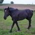 Big Beautiful Percheron Mare