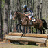 Branded Hanoverian Mare 5 years Old