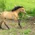 Sweet Dun Morgan Mare