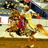MULTI-NATIONAL CHAMP At Stud W/ Looks & Temperment