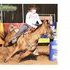 PERFORMANCE HORSE TRAINING - BARRELS & ROPING