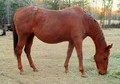 Special Effort, Runaway Winner, Jet Deck Broodmare 