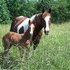 Spotted TWH broodmare, 3 in 1 pkg!