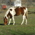 Registered Paint Filly