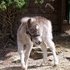 2013 Silver Miniature Filly (Buckeroo lines)