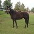 3yr filly