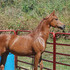 Beautiful Chestnut Gelding