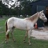 Beginner Gaited Tenn cross