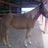 Smart Sorrel Mare!