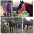 Smooth Gaited Standardbred