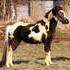 ASPC 2 yr old Stud