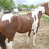 Flashy red and white paint mare!