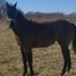 Gently beautiful filly