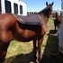 Solid, honest, Jr-High School Rodeo Delux 