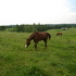 Zips Chocolate Chip Mare