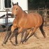 Beautiful, Versatile, Copper Buckskin Mare 
