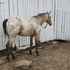 Gorgeous Buckskin Filly