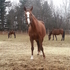2014 For Play foal
