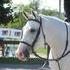 Great Hunter Prospect