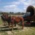 Mule Team For Sale