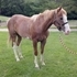 TUCKER 3yr. old