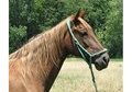 BROODMARE sired by I'm In Command
