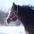 Sweet mare