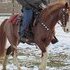 GORGEOUS PINTO FOXTROTTER DREAM TRAIL MARE