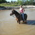Smooth Riding Gelding,