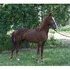 Small Gelding
