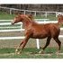 Beautiful, flashy 3/4 Arab mare