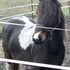 Shetland Pinto Pony Mare