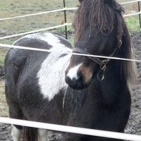 Shetland Pinto Pony Mare