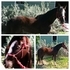 Flashy pony project - Reduced!