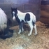 2013 B/W Miniature Filly with Blue Eyes