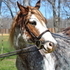 2008 APHA GELDING