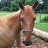 Dead Broke Husband safe Gelding