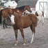 Cute Sorrel Overo Pinto Filly