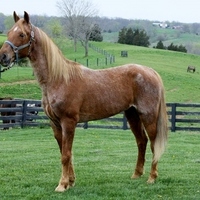 DIRECT PridesGerator STALLION