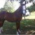 Buggy horse