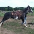 Flashy SSH Gelding - Video Link