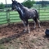 MEMORIAL DAY WEEK SPECIAL - FLASHY BLUE ROAN SSH