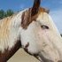 Beautiful Sorrel Overo Mare!