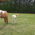ApHc stud colt