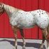 Filly with Invitational/Plaudit Lines Here!