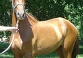 Chestnut Paso Fino Gelding, 14.3 hands