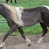 4yo Grey Pinto Stallion