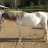 Grey Arabian Mare
